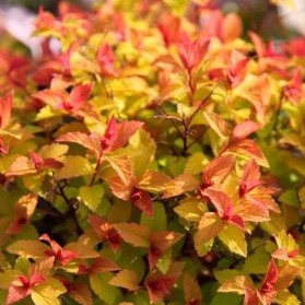 Спирея японская Кенделайт в тубе